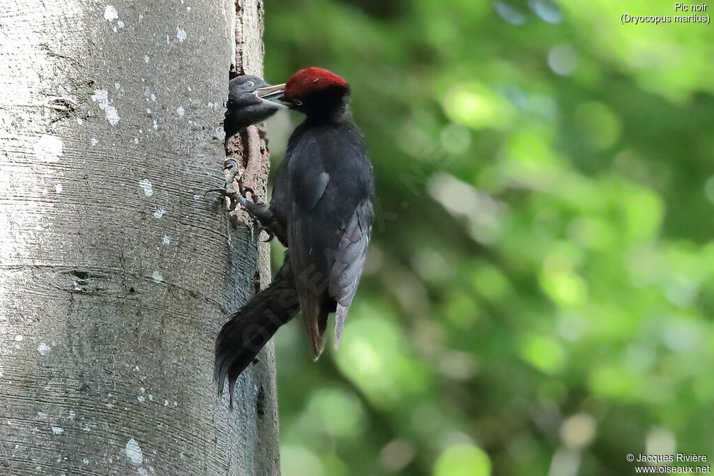 Black Woodpecker