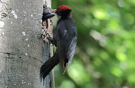 Black Woodpecker