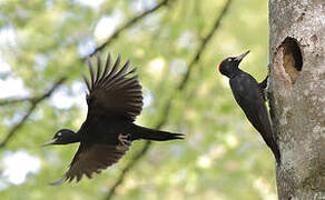 Black Woodpecker