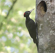 Black Woodpecker