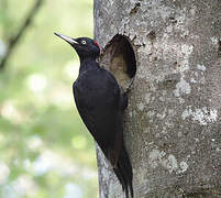 Black Woodpecker