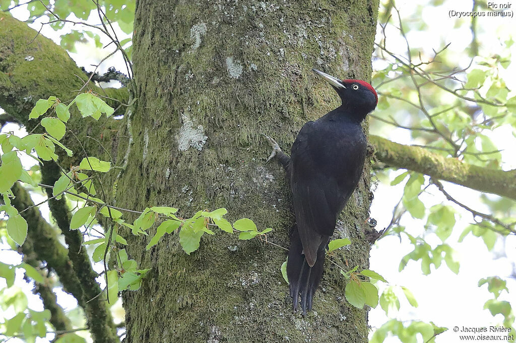 Black Woodpecker male adult breeding, identification, Reproduction-nesting