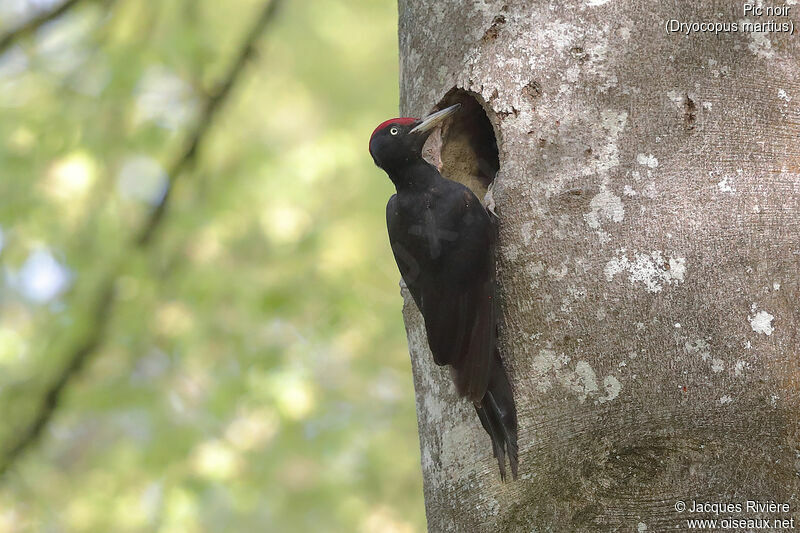 Black Woodpecker male adult breeding, Reproduction-nesting