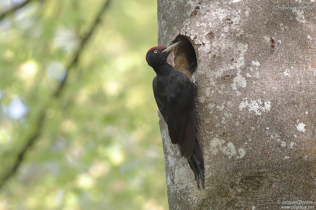 Black Woodpecker male adult breeding, Reproduction-nesting