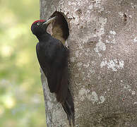 Black Woodpecker