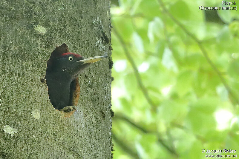 Black Woodpeckeradult breeding, identification, Reproduction-nesting