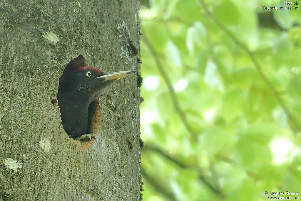 Black Woodpeckeradult breeding, identification, Reproduction-nesting