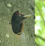 Black Woodpecker