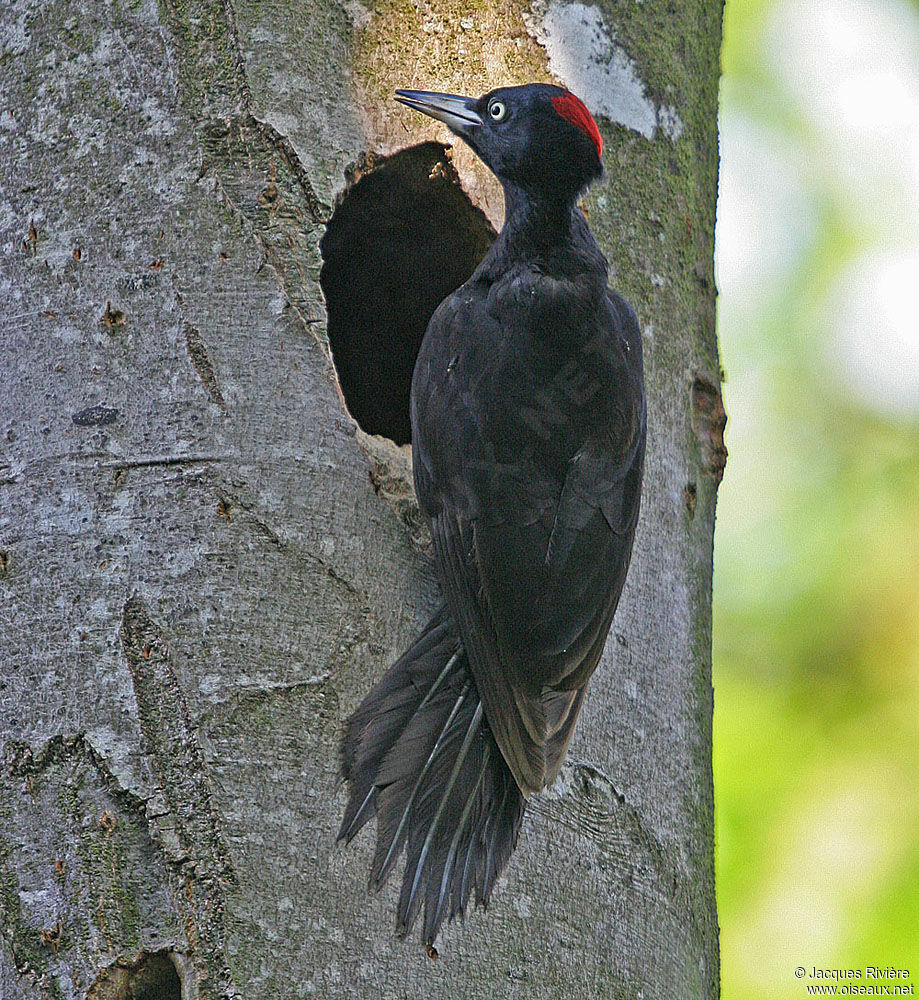 Black Woodpecker female adult breeding, Reproduction-nesting