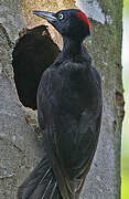 Black Woodpecker