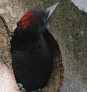 Black Woodpecker