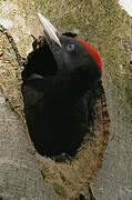 Black Woodpecker