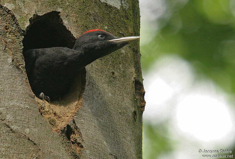 Black Woodpecker male juvenile, Reproduction-nesting
