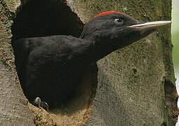 Black Woodpecker