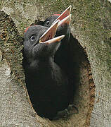 Black Woodpecker