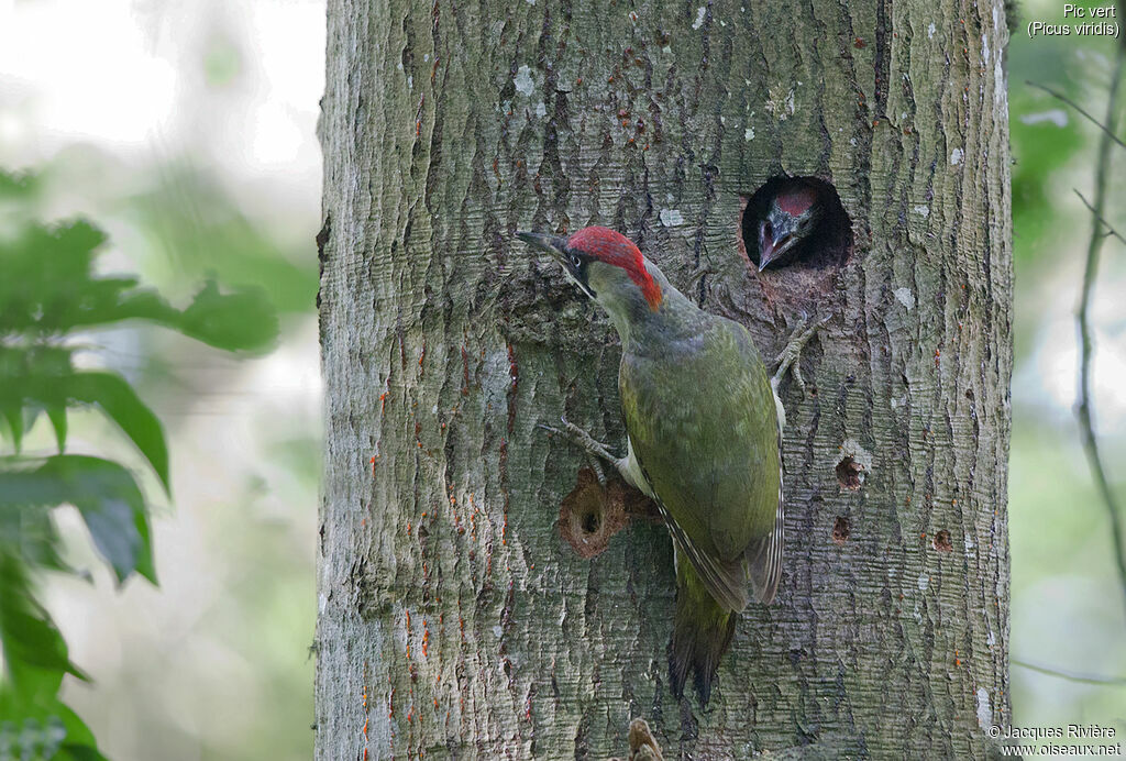 European Green Woodpecker female adult breeding, identification, Reproduction-nesting