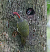 European Green Woodpecker