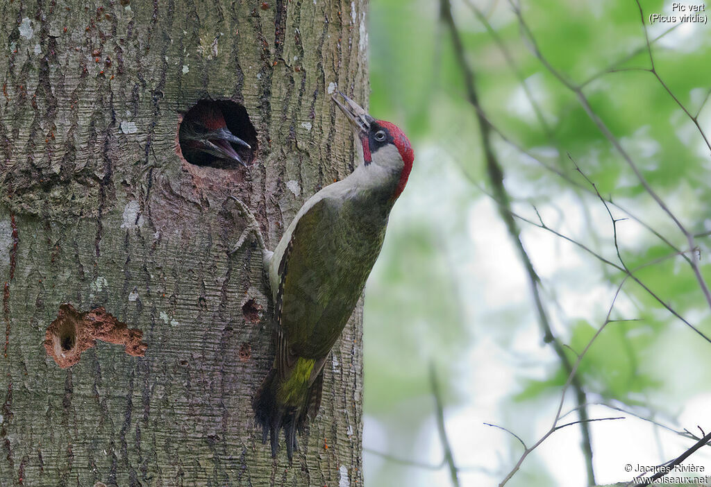 European Green Woodpecker male adult breeding, identification, Reproduction-nesting