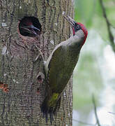 European Green Woodpecker