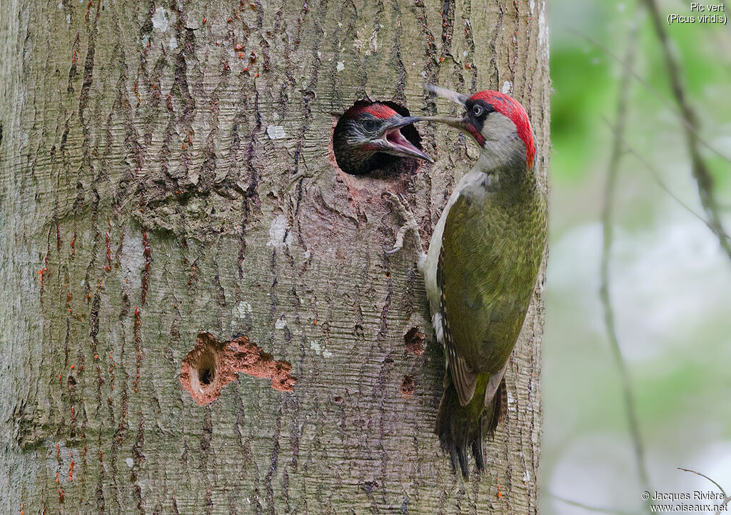 European Green Woodpecker male adult breeding, identification, Reproduction-nesting