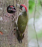 European Green Woodpecker