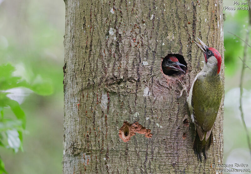 European Green Woodpecker male adult breeding, identification, Reproduction-nesting