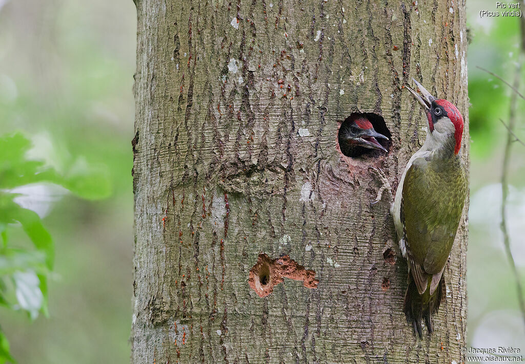 European Green Woodpecker male adult breeding, identification, Reproduction-nesting