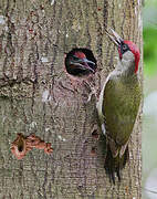 European Green Woodpecker