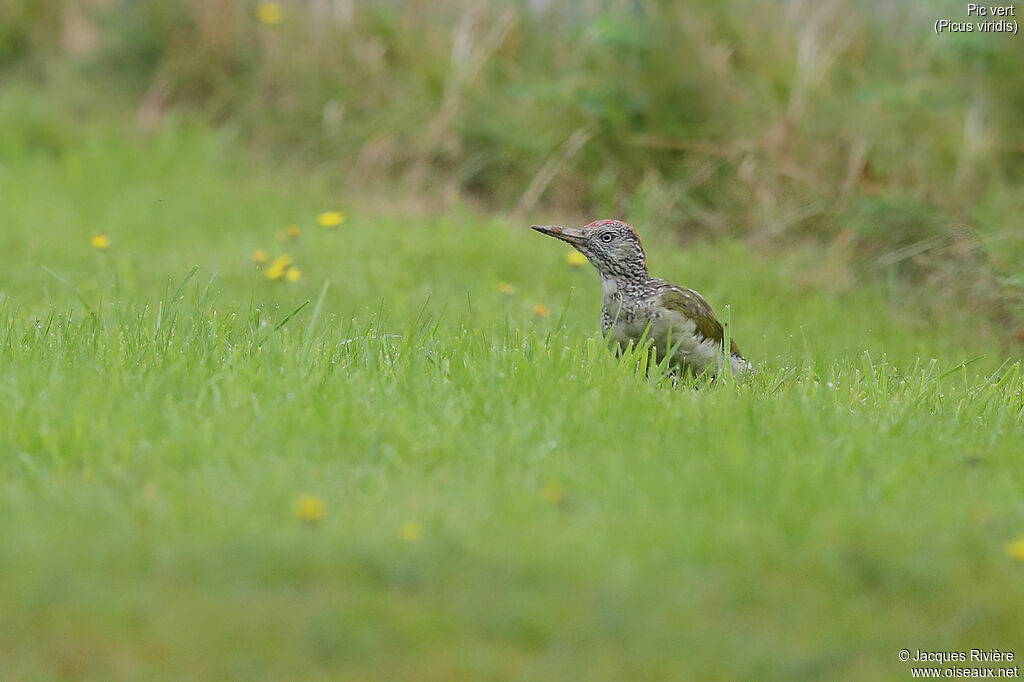 European Green Woodpecker female immature, identification, eats