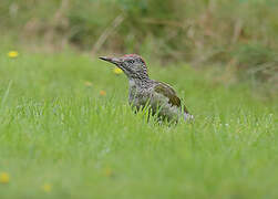 European Green Woodpecker