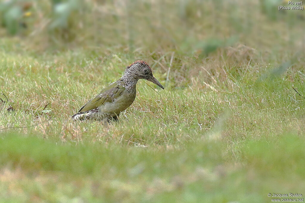 European Green Woodpecker female immature