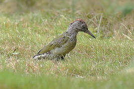 European Green Woodpecker