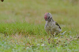 European Green Woodpecker