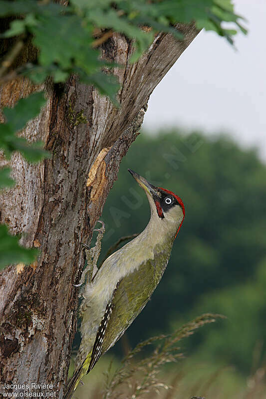 European Green Woodpecker male adult breeding, identification