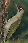 European Green Woodpecker