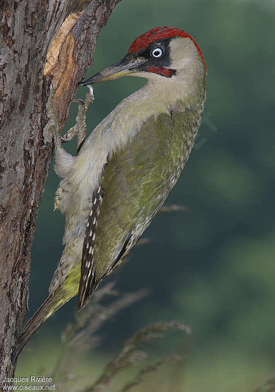 European Green Woodpecker male adult breeding, identification
