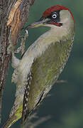 European Green Woodpecker