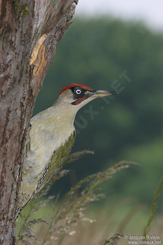 European Green Woodpecker male adult breeding, Reproduction-nesting