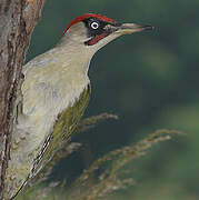 European Green Woodpecker