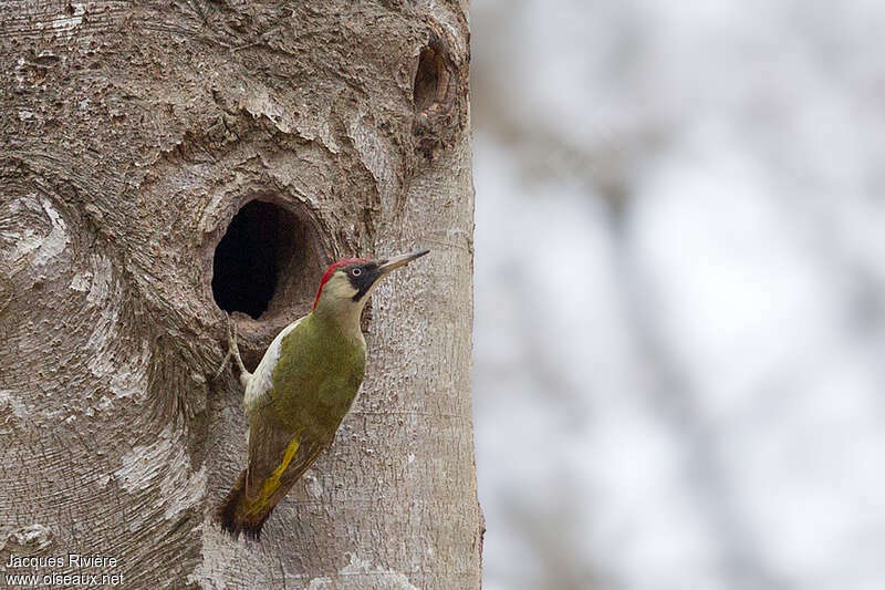 European Green Woodpecker female adult breeding, Reproduction-nesting