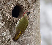 European Green Woodpecker