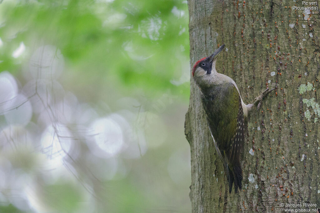 European Green Woodpecker female adult breeding, identification