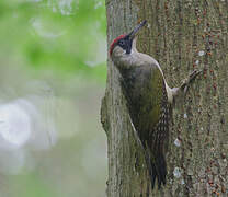 European Green Woodpecker