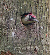 European Green Woodpecker