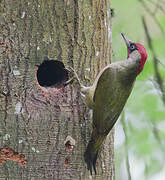 European Green Woodpecker