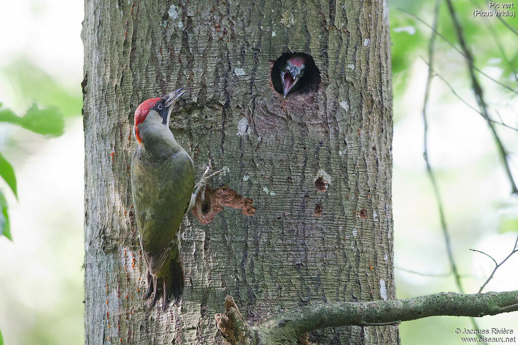 European Green Woodpecker female adult breeding, identification, Reproduction-nesting