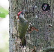 European Green Woodpecker