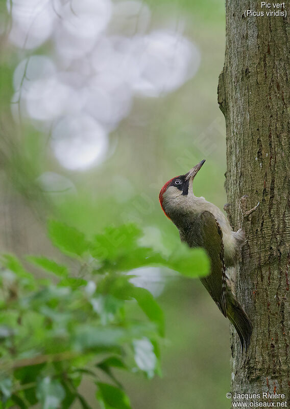 European Green Woodpecker female adult breeding, identification, Reproduction-nesting