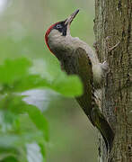 European Green Woodpecker