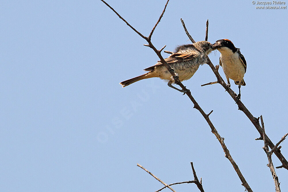 Woodchat Shrike male adult breeding, Reproduction-nesting